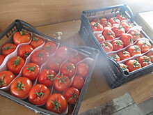 С начала 2024 года в Оренбуржье из Туркменистана завезли 89 тонн зараженных томатов