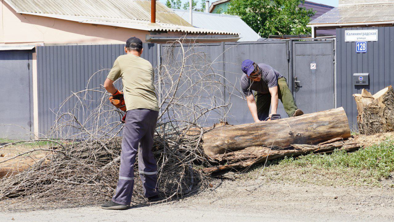 В Оренбурге проводят санитарную обрезку деревьев