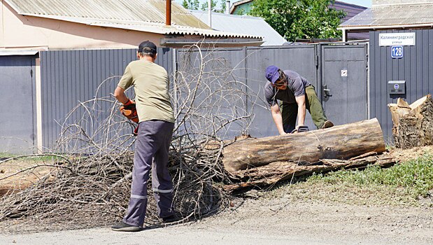 В Оренбурге проводят санитарную обрезку деревьев