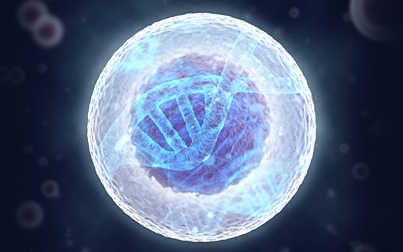 Выяснена роль каркаса клеточного ядра в упаковке генома