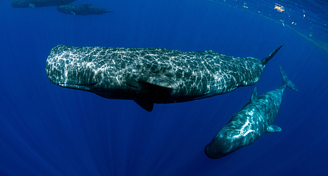 Искусственный интеллект раскрыл новый код общения кашалотов