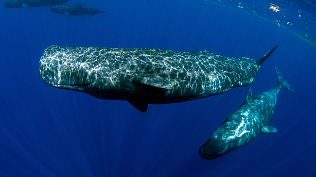 Искусственный интеллект раскрыл новый код общения кашалотов