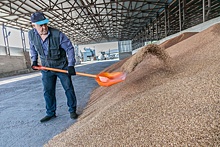 На зерновом форуме в Белокурихе обсудят перспективы алтайских аграриев