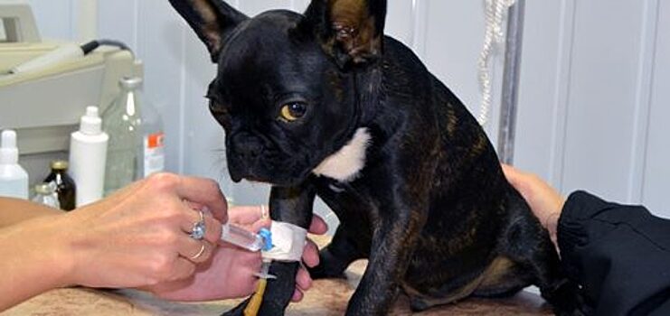 В Орле зарегистрированы первые случаи пироплазмоза у собак