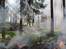 Количество лесных пожаров в Нижегородской области выросло на 74%