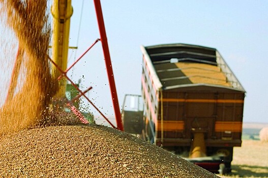 В этом году в России соберут 123,4 млн тонн зерна