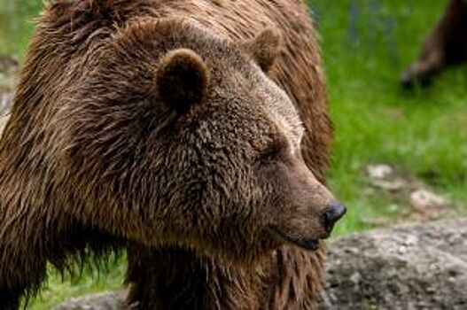 Медведица с медвежонком вышла к остановке «Дачная» в Новосибирске