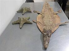 В самарском аэропорту задержали женщину со шкурой крокодила