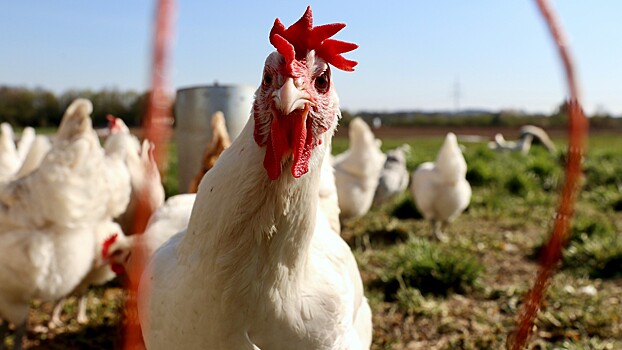 Глава Росптицесоюза объяснил, что поможет снизить цены на курицу