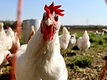Глава Росптицесоюза объяснил, что поможет снизить цены на курицу