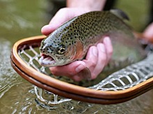 В Саратовской области начали разводить радужную форель