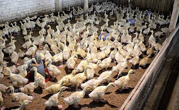 В Татарстане ликвидируют Главное сельскохозяйственное управление племенным делом в животноводстве