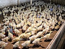 В Татарстане ликвидируют Главное сельскохозяйственное управление племенным делом в животноводстве