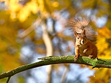 В Беларуси напомнили правила охоты на пушных зверей