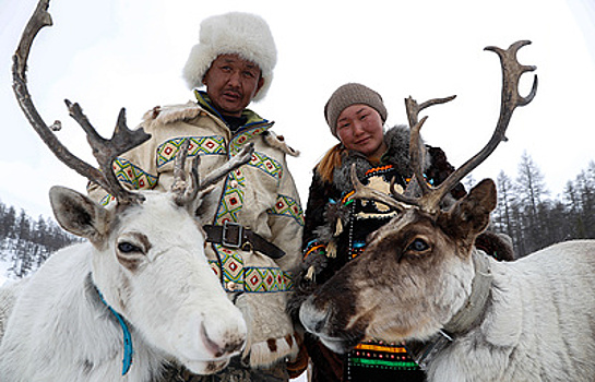 Олени, волки и эвенк: как оленеводы спасают стада от хищников и браконьеров