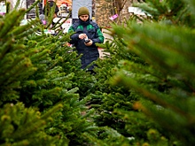 Восемь пунктов по приему новогодних елок откроют в Ростове