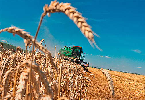 Российская пшеница станет дефицитом