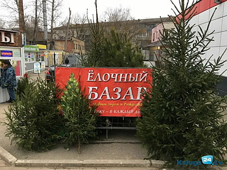 К Новому году в Калужской области будет заготовлено шесть тысяч елок