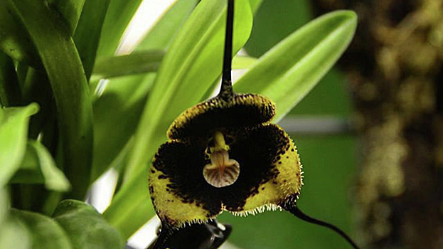 Орхидея дракула Гутта расцвела в «Аптекарском огороде»
