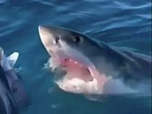 Нападение акулы-людоеда на лодку попало на видео