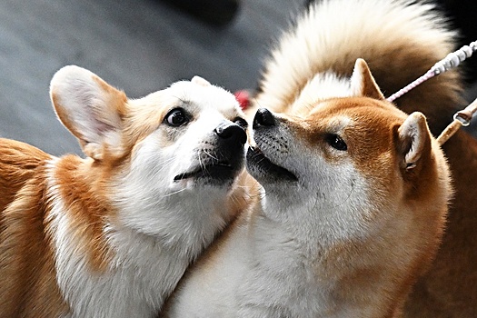 На выставку в Крокус Экспо привезут 265 пород собак