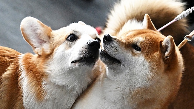 На выставку в Крокус Экспо привезут 265 пород собак