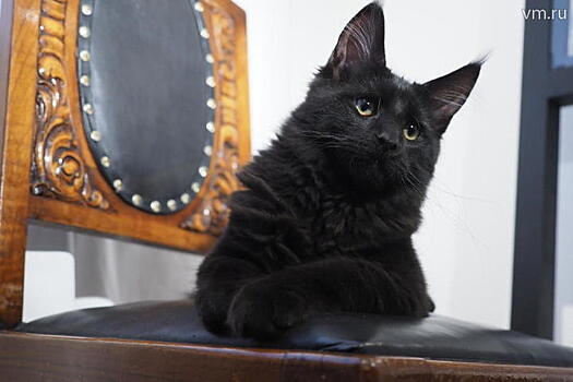 Стоит ли верить приметам про черную кошку