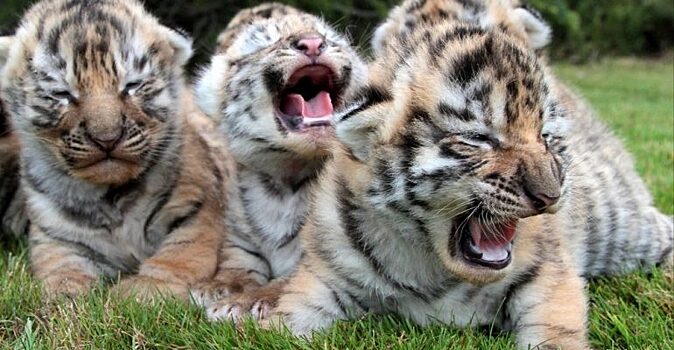 В крымском «Тайгане» родились амурские тигрята