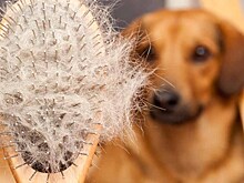 Собачья шерсть: чем она полезна для здоровья