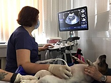 Свыше 1,5 тыс УЗИ‑исследований провели ветеринары Подмосковья с начала года