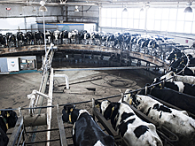 Миллиардер Вадим Мошкович — об экспорте свинины, санкциях и роли цифровых технологий в подготовке к посевной