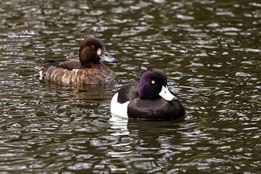 В Воронцовском парке поселились необычные утки