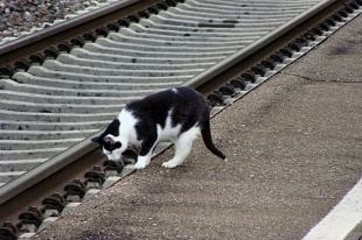 Животные смогут ездить на поездах без хозяев?