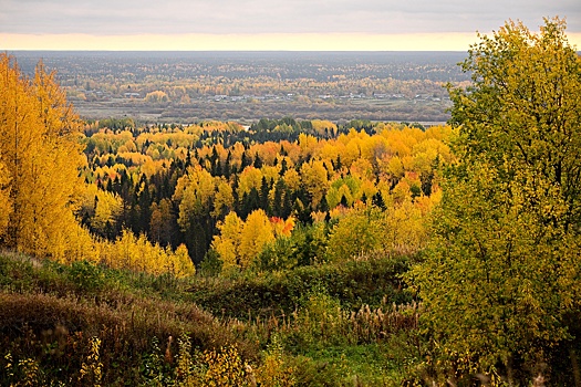 Рослесинфорг: российские леса стали здоровее