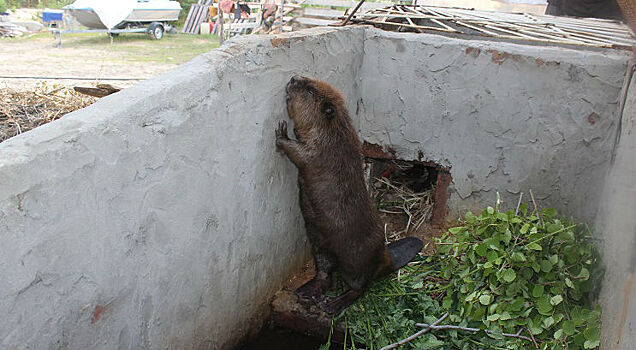 Бобры из Воронежского заповедника полностью обжились в Сибири