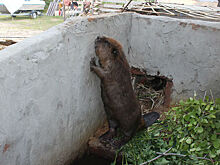 Бобры из Воронежского заповедника полностью обжились в Сибири