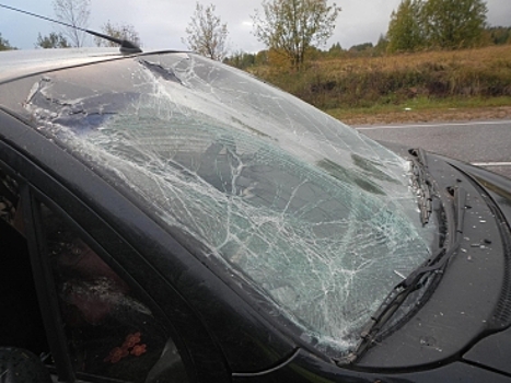 Костромской пенсионер на маленьком автомобиле сбил лося