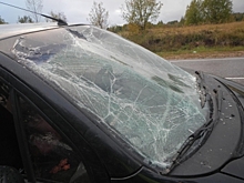 Костромской пенсионер на маленьком автомобиле сбил лося