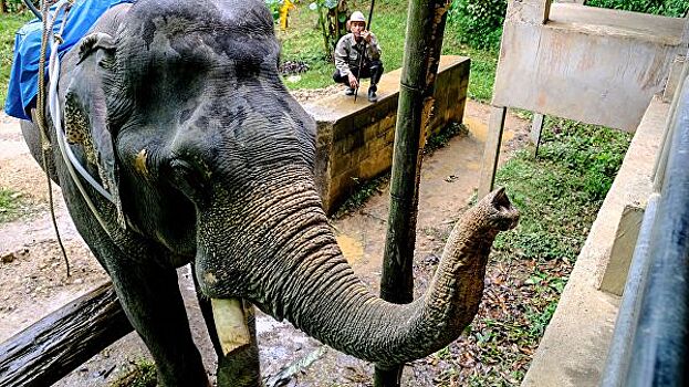 В Таиланде слон напал на двух туристов