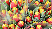 Около 2 млн тюльпанов вырастили в московских теплицах к 8 марта