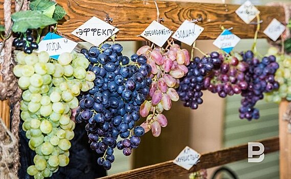 В России появится новый вид разрешенного использования земель — под виноградарство