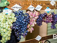 В России появится новый вид разрешенного использования земель — под виноградарство