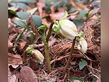 Подснежники вновь выросли в "Аптекарском огороде"