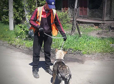 На улицы Белогорска выпустили чипированных бездомных собак из приюта в Игнатьево