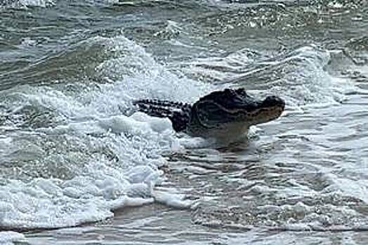 Внезапно выползший из моря аллигатор напугал туристов на пляже и попал на видео