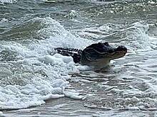 Внезапно выползший из моря аллигатор напугал туристов на пляже и попал на видео