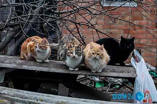 Жители Ростовской области рассказали, как они спасают бездомных животных