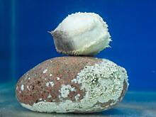 Уникальное животное появилось в океанариуме во Владивостоке