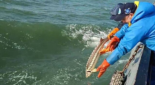 В Азовском море восстанавливают популяцию русского осетра