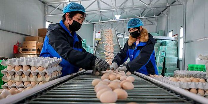 Животноводческие предприятия провинции Хэбэй возобновляют работу